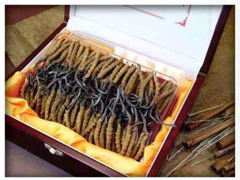 大武口冬虫夏草回收